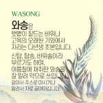 와송 와송먹는법 와송효능 생와송 건초 냉동 충주 건재 국산 국내산 100g : 스마트초이스M