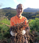 지리산 고사리종근 먹고사리 뿌리 모종용 묘목 농사 고사리재배 10kg, 20kg 정영농장 : 지리산 정영농장