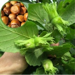 개암나무묘목 (헤이즐넛 깨금묘목) 5년생 뿌리묘 결실가능주 : 나무키움묘목농원