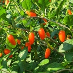 건구기자 GAP우수관리인증 청양산100% 300g 500g : 은골구기자마을