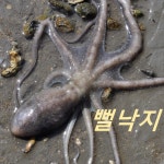목포 세발낙지 무안 신안 뻘낙지 / 산낙지 / 활낙지 산소포장 총알배송 차원이다른 식감 : 수협 중매인80번 종합수산