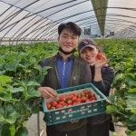 냉동딸기 생딸기 논산딸기 킹스베리 설향 금실 딸기 산지직송 800g : 논산아침애딸기농장