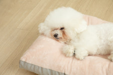 도그캐츠 보드레방석 강아지 극세사 마약 방석 소형견 중형견 대형견 : 펫언니네