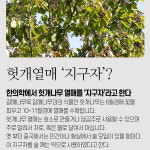 지구자 건지구자 헛개 헛개열매 500g 말린 건재 한방재료 : 스마트초이스M