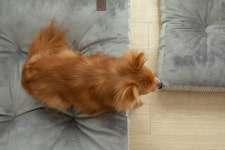 도그캐츠 보드레방석 강아지 극세사 마약 방석 소형견 중형견 대형견 : 펫언니네