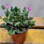 풍노초(새로입고) : 범수농장