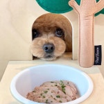 [도착보장] 위닝푸드 강아지 화식 반려견 수제 사료 간식 다이어트 알러지 습식 : 위닝푸드