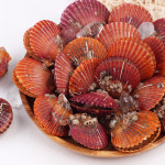 홍가리비 캠핑 가리비 구이 조개 찜 제철 1kg : 숨비해물