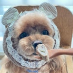 강아지 고양이 수비드 수제 간식 위닝푸드 자연식 노견 보양식 영양식 특식 건강식 : 위닝푸드