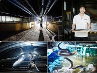 국산 민물장어 무항생제 자포니카 청산장어 1kg : 영광특산물주식회사