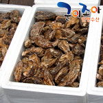 통영산지직송 석화(각굴)10kg 통영굴 깨끗이세척 직접생산 당일채취 당일발송 : 굴이조아