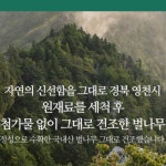 자연산벌나무 강원도 벌나무 껍질 건재 : 짱구네만물상
