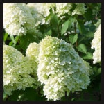 (나무농장) 목수국나무 라임라이트 신품종 4치 포트 시리즈 : 우리나무농장