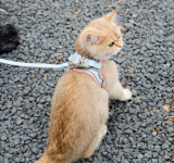 고양이전용하네스 고양이용 하네스조끼형 겨울용 에어쿠션 산책줄 : 아지캣-반려동물