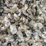 생산자직판 굴 제철 통영 깐 생굴 1kg 각굴 석화 하프셀 냉동굴 : 일공푸드