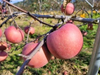 부사사과 꿀사과 가정용 껍질째 먹는 포천 사과 산지직송 5kg 10kg : 수영농장