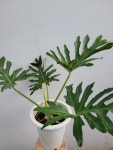 매력짱 호프셀렘  대품 50~70cm 229 : 플랜츠 영