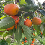 대봉 50과이내 10kg 홍시 산지직송 풍전농장 : 풍전농장