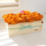 공기정화식물  스칸디아모스 화분  DIY 키트 우드(대) : 비오스샵