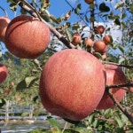 충주 사과 햇 부사 충주샘골농원 10kg : 충주샘골농원