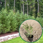 측백 그린자이언트 120L포트 - 나무재테크 서양측백 생울타리 상록수 카페나무 속성수 : 더잭팜