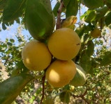 (GAP인증)하동 부유단감10kg : 악양꾸러미