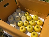 2024년 시나노골드 4.5KG : 초지평화농장