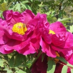 목단 모란 묘목 개화주 나무 특선 꽃나무 농원 정원수 토종 오리지널 : 나무마켓