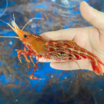 진짜 활 독도새우 3총사 도화,닭,꽃새우 500g 산지직송 : 세민 수산