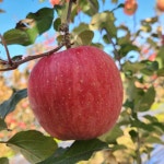 껍질째 먹는 거창철인사과 가정용부사 흠집부사 4.5키로 : 행복한 철인농장