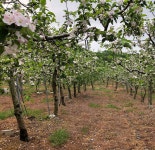 소백산큰골농원 영주 꿀사과 겨울사과 부사 5kg 10kg, 선물, 가정용 : 소백산큰골농원