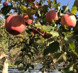 소백산큰골농원 영주 꿀사과 겨울사과 부사 5kg 10kg, 선물, 가정용 : 소백산큰골농원