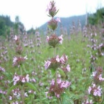 꽃모종/층층이꽃/포트묘(10개묶음)/묘목/h0763 : 카카호호1