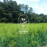 직접키운 복숭아나무 묘목 황도 접목1년 특묘 : 진순농원