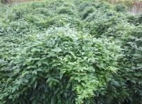 인디언감자(아피오스) : 장수시암농장