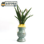 산천보세 투각분 (SH0141T) 동양란 영전 승진 취임 개업 축하난 동양난 선물 : 젠틀맨꽃배달