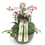 미니호접화분 리틀잼 서양란 승진난 축하난 영전난 : 모두플라워