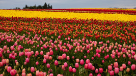 튤립 - 구근 5개입 ( 네덜란드 / 추식구근 / 구근 ) : 다원나무팜