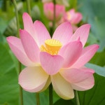 꽃모종/연꽃/1분얼(2주묶음)묘목/h0924 : 카카호호1