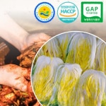 [전남도지사인정 HACCP/GAP 농산물] 해남 절임배추 20kg 예약판매 : YK마트