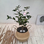 동백나무 중대형 거실화분 실내화초 향동백 서향동백 꽃피는나무 : 푸르미가든