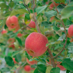 흠집 기스 못난이 꿀 부사 시나노골드 청송 달달 농원 사과 5kg : 청송 달달농원