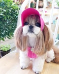 [자체제작]심플 리본썬캡 S~2XL : 예쁜강아지옷 자두네