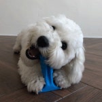 강아지 셀프 칫솔 애견 양치질 이빨닦기 장난감 치카토이 소프트 S : 멍멍군나비양