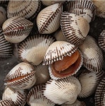 꼬막철 여수꼬막 새꼬막 꼬막살 깐꼬막 새꼬막무침 1kg 3kg 5kg : 튤리프