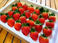 2025 겨울딸기 사전예약 논산 설향 딸기 킹스베리 난좌포장 환불보장제 : 방금따옴