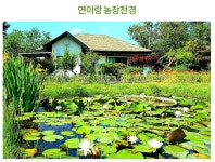 연꽃 수련 : 연이랑 수련연꽃 치유농장