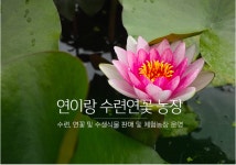 연꽃 수련 : 연이랑 수련연꽃 치유농장