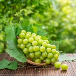 신안 샤인머스겟포도 2kg (2-4송이)망고포도 : 신안 박일만 바닷가무화과