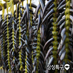 싱싱특구 동해안 제철 양미리 40미(2두름) : 세웅수산